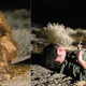 Image for article titled The Strangest Werewolves Ever to Grace the Screen
